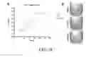 Fig. 30 - Methods and compositions for recombinant dengue viruses for vaccine and diagnostic development
