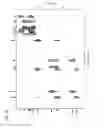 Fig. 10 - Compositions and methods for activating “stimulator of interferon gene”-dependent signalling