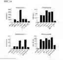 Fig. 19 - Compositions and methods for activating “stimulator of interferon gene”-dependent signalling