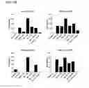 Fig. 20 - Compositions and methods for activating “stimulator of interferon gene”-dependent signalling