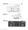 Fig. 04 - RNA GUIDED ERADICATION OF HUMAN JC VIRUS AND OTHER POLYOMAVIRUSES