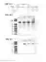 Fig. 05 - RNA GUIDED ERADICATION OF HUMAN JC VIRUS AND OTHER POLYOMAVIRUSES