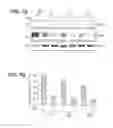 Fig. 08 - RNA GUIDED ERADICATION OF HUMAN JC VIRUS AND OTHER POLYOMAVIRUSES