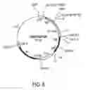 Fig. 12 - Methods and compositions relating to improved lentiviral vectors and their applications