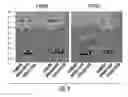 Fig. 10 - Scaffolds and multifunctional intermediates for imaging PSMA and cancer therapy