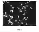 Fig. 02 - Compositions and associated methods for radioisotope-binding microparticles