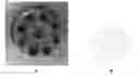 Fig. 01 - METHOD FOR PACKAGING A HIGH TEXTURED DAIRY PRODUCT