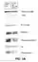 Fig. 07 - DDR2 INHIBITORS AND METHODS OF USING