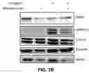 Fig. 08 - DDR2 INHIBITORS AND METHODS OF USING