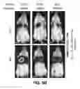 Fig. 12 - DDR2 INHIBITORS AND METHODS OF USING