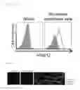 Fig. 07 - Method for identifying a compound useful with myosin regulatory light chain polypeptide antibody for treatment of an inflammatory disease