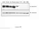 Fig. 05 - ANTIBODIES TO NTB-A