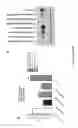 Fig. 19 - ANTIBODIES TO NTB-A