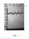 Fig. 02 - Bi-specific fusion proteins