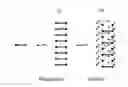 Fig. 02 - COMPOSITION CONTAINING BIS-UREAS FOR FORMING STABLE GELS