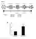 Fig. 02 - Mammalian alveolar macrophages derived from pluripotent cells