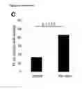 Fig. 08 - Mammalian alveolar macrophages derived from pluripotent cells