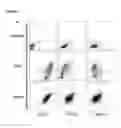 Fig. 09 - Mammalian alveolar macrophages derived from pluripotent cells