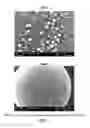 Fig. 06 - METHODS FOR MAINTAINING AND EXPANDING MESENCHYMAL STEM CELLS ON EXTRACELLULAR MATRIX COATED MICROCARRIERS