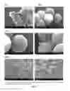 Fig. 08 - METHODS FOR MAINTAINING AND EXPANDING MESENCHYMAL STEM CELLS ON EXTRACELLULAR MATRIX COATED MICROCARRIERS