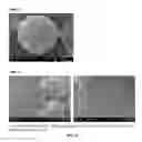 Fig. 09 - METHODS FOR MAINTAINING AND EXPANDING MESENCHYMAL STEM CELLS ON EXTRACELLULAR MATRIX COATED MICROCARRIERS