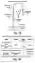 Fig. 04 - Method for selection of high M6P recombinant proteins
