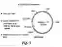 Fig. 06 - Method for selection of high M6P recombinant proteins