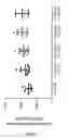 Fig. 37 - Method for selection of high M6P recombinant proteins