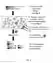 Fig. 02 - METHODS AND COMPOSITIONS FOR SCREENING MOLECULAR FUNCTION COMPRISING CHIMERIC MINIMOTIFS