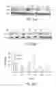 Fig. 43 - RNA interference suppression of neurodegenerative diseases and methods of use
