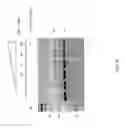 Fig. 09 - Antisense oligonucleotide modulators of serotonin receptor 2C and uses thereof