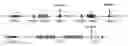 Fig. 01 - Altering Gene Expression in CART Cells and Uses Thereof