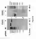 Fig. 93 - Altering Gene Expression in CART Cells and Uses Thereof