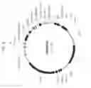 Fig. 09 - Regulatory sequences for modulating transgene expression in plants