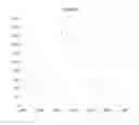 Fig. 04 - Kinetic exclusion amplification of nucleic acid libraries