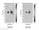 Fig. 06 - Rotating current excitation with array magnetic sensors nondestructive testing probe for tube inspection
