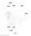 Fig. 02 - GIMBAL AND SHOOTING APPARATUS COMPRISING THE SAME