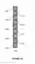 Fig. 04 - Video fingerprint system and method thereof