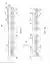 Fig. 22 - Semiconductor device and method of making embedded wafer level chip scale packages