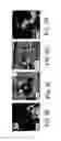 Fig. 09 - Stable silicon-ionic liquid interface lithium-ion batteries