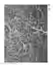 Fig. 16 - Anti-algae saline aquaculture systems and methods