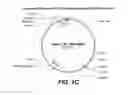 Fig. 03 - ANIMAL MODEL FOR NEPHROPATHY AND AGENTS FOR TREATING THE SAME