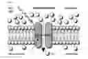 Fig. 04 - METHOD OF REGULATING LIFESPAN USING TRANSGENIC CAENORHABDITIS ELEGANS