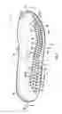 Fig. 02 - SOLE STRUCTURE FOR ARTICLE OF FOOTWEAR WITH SENSORY FEEDBACK SYSTEM