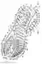 Fig. 02 - Sole structure with laterally aligned fins