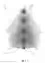 Fig. 02 - Illumination system for an artificial tree