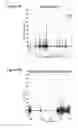 Fig. 06 - System and method for measuring physiologically relevant motion