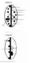 Fig. 07 - Devices for testing distal colonic and anorectal function