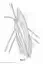 Fig. 03 - Root canal debridement effectiveness device and method