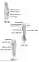 Fig. 06 - Systems and methods for fine motor control of fingers on a prosthetic hand to emulate a natural stroke